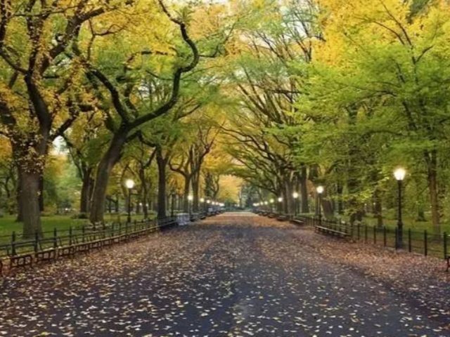 NY5AB-13077 gallery 1